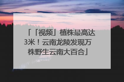 「视频」植株最高达3米！云南龙陵发现万株野生云南大百合