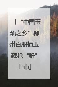 “中国玉藕之乡”柳州百朋镇玉藕抢“鲜”上市