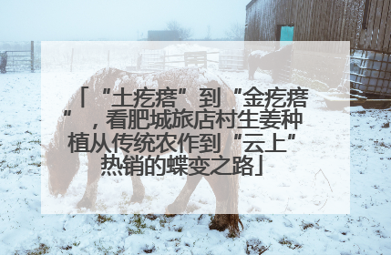 “土疙瘩”到“金疙瘩”，看肥城旅店村生姜种植从传统农作到“云上”热销的蝶变之路