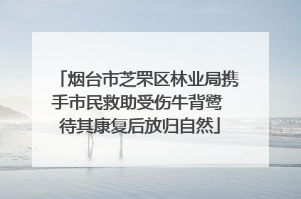 烟台市芝罘区林业局携手市民救助受伤牛背鹭 待其康复后放归自然