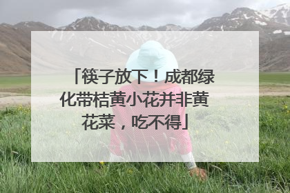 筷子放下！成都绿化带桔黄小花并非黄花菜，吃不得