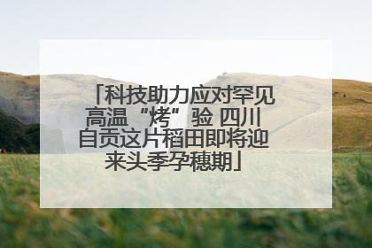 科技助力应对罕见高温“烤”验 四川自贡这片稻田即将迎来头季孕穗期