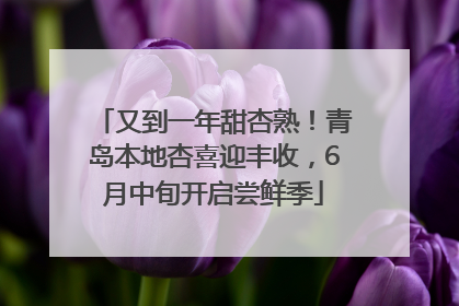 又到一年甜杏熟！青岛本地杏喜迎丰收，6月中旬开启尝鲜季