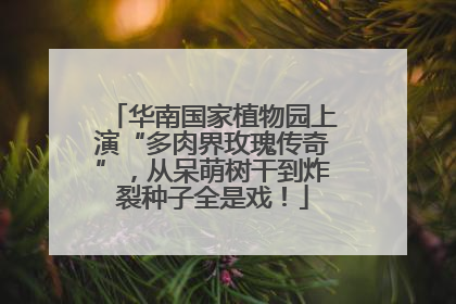 华南国家植物园上演“多肉界玫瑰传奇”，从呆萌树干到炸裂种子全是戏！