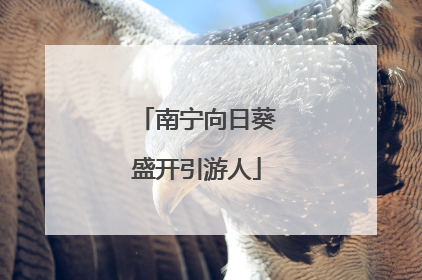 南宁向日葵盛开引游人