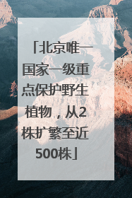 北京唯一国家一级重点保护野生植物，从2株扩繁至近500株