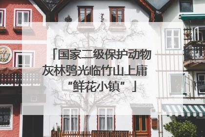 国家二级保护动物灰林鸮光临竹山上庸“鲜花小镇”
