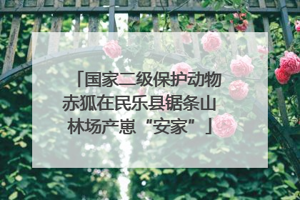 国家二级保护动物赤狐在民乐县锯条山林场产崽“安家”