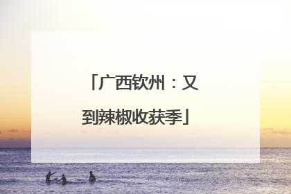 广西钦州：又到辣椒收获季