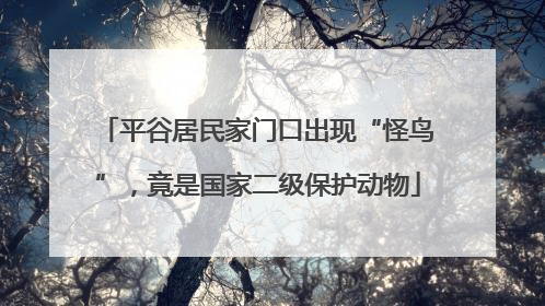 平谷居民家门口出现“怪鸟”，竟是国家二级保护动物