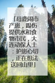 母鹿闹市产崽，踢伤提供水和食物市民，大连动保人士：护崽心切，正在想法送回山里