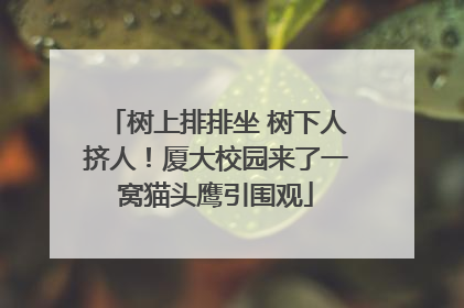 树上排排坐 树下人挤人！厦大校园来了一窝猫头鹰引围观