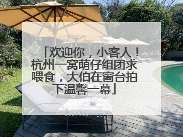 欢迎你，小客人！杭州一窝萌仔组团求喂食，大伯在窗台拍下温馨一幕
