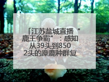 江苏盐城直播“鹿王争霸”：感知从39头到8502头的麋鹿种群复兴“密码”