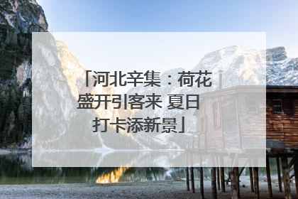 河北辛集：荷花盛开引客来 夏日打卡添新景