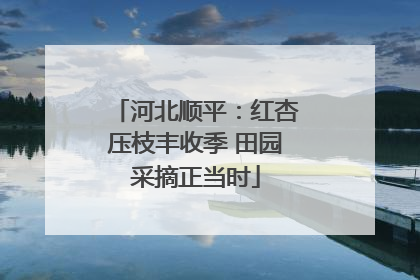 河北顺平：红杏压枝丰收季 田园采摘正当时