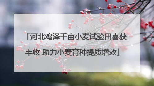 河北鸡泽千亩小麦试验田喜获丰收 助力小麦育种提质增效