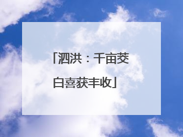 泗洪：千亩茭白喜获丰收