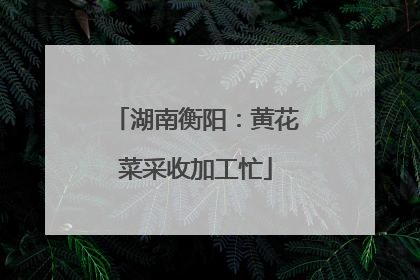 湖南衡阳：黄花菜采收加工忙