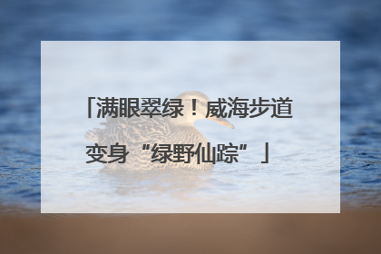满眼翠绿！威海步道变身“绿野仙踪”
