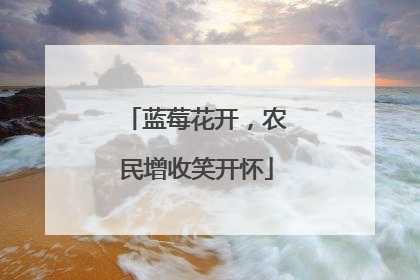 蓝莓花开，农民增收笑开怀