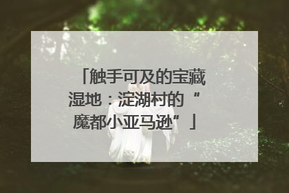 触手可及的宝藏湿地：淀湖村的“魔都小亚马逊”