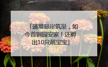通常悬崖筑巢，如今首钢园安家！还孵出10只萌宝宝