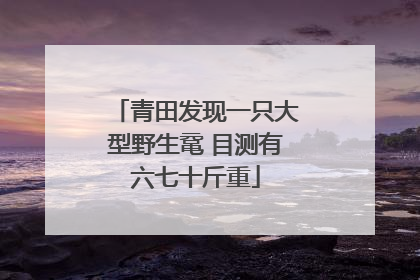 青田发现一只大型野生鼋 目测有六七十斤重