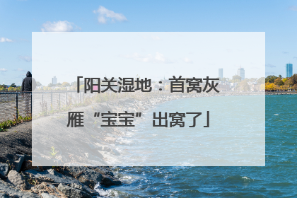 阳关湿地：首窝灰雁“宝宝”出窝了