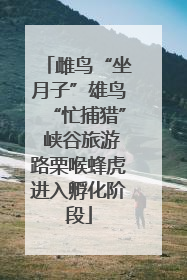 雌鸟“坐月子”雄鸟“忙捕猎” 峡谷旅游路栗喉蜂虎进入孵化阶段
