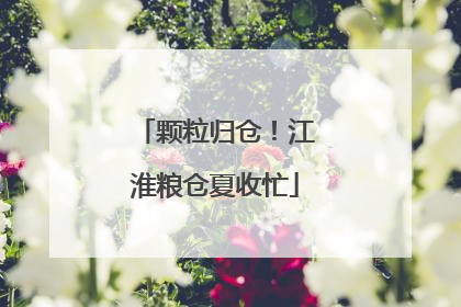 颗粒归仓！江淮粮仓夏收忙