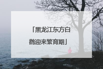 黑龙江东方白鹳迎来繁育期