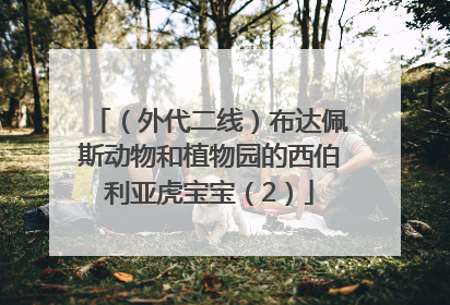 （外代二线）布达佩斯动物和植物园的西伯利亚虎宝宝（2）